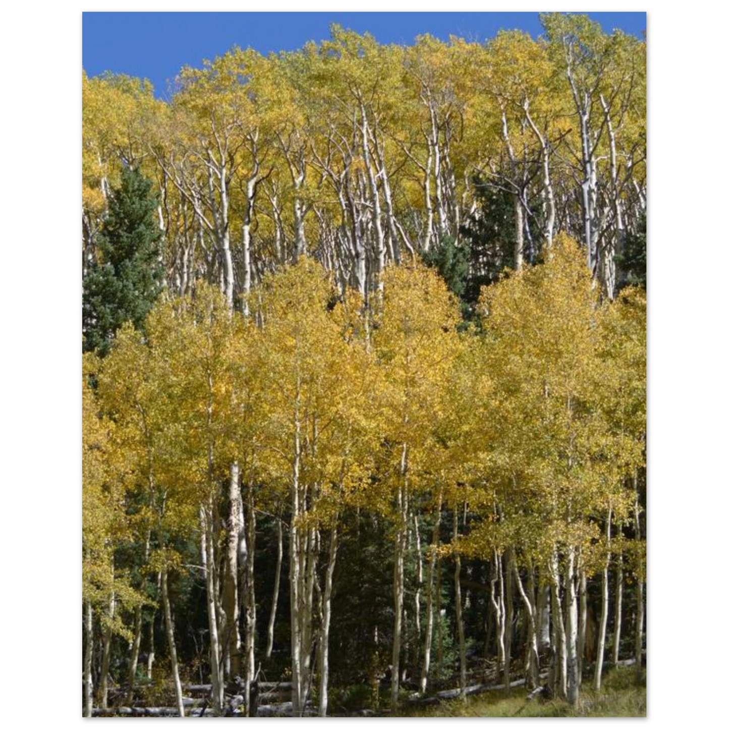 a69f4f20-3b7f-4445-ad09-859e5197a54c