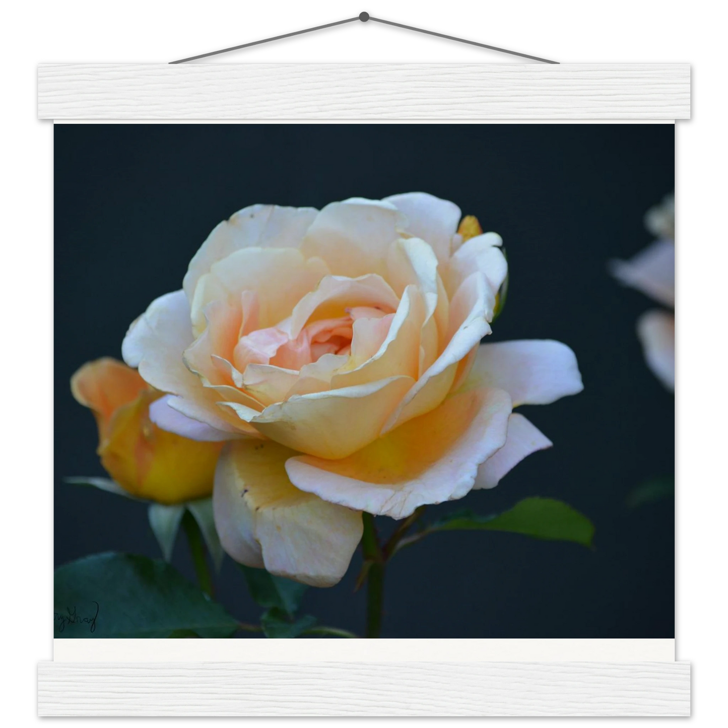 7953c888-4e76-4ac9-9cf5-02ccccd35cd0