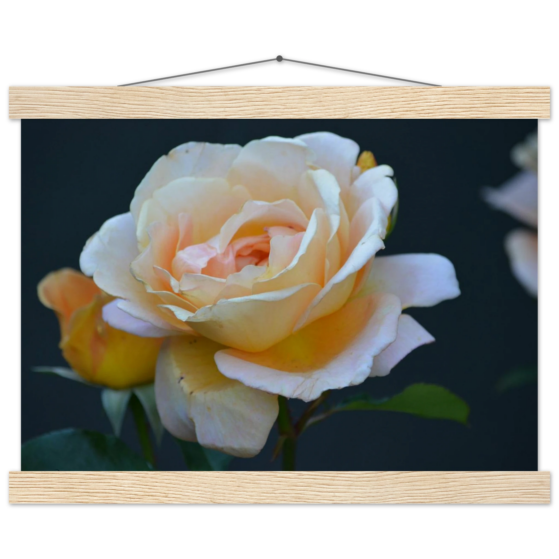 83cbae09-aecd-4174-b0aa-f60c1cadf9b6