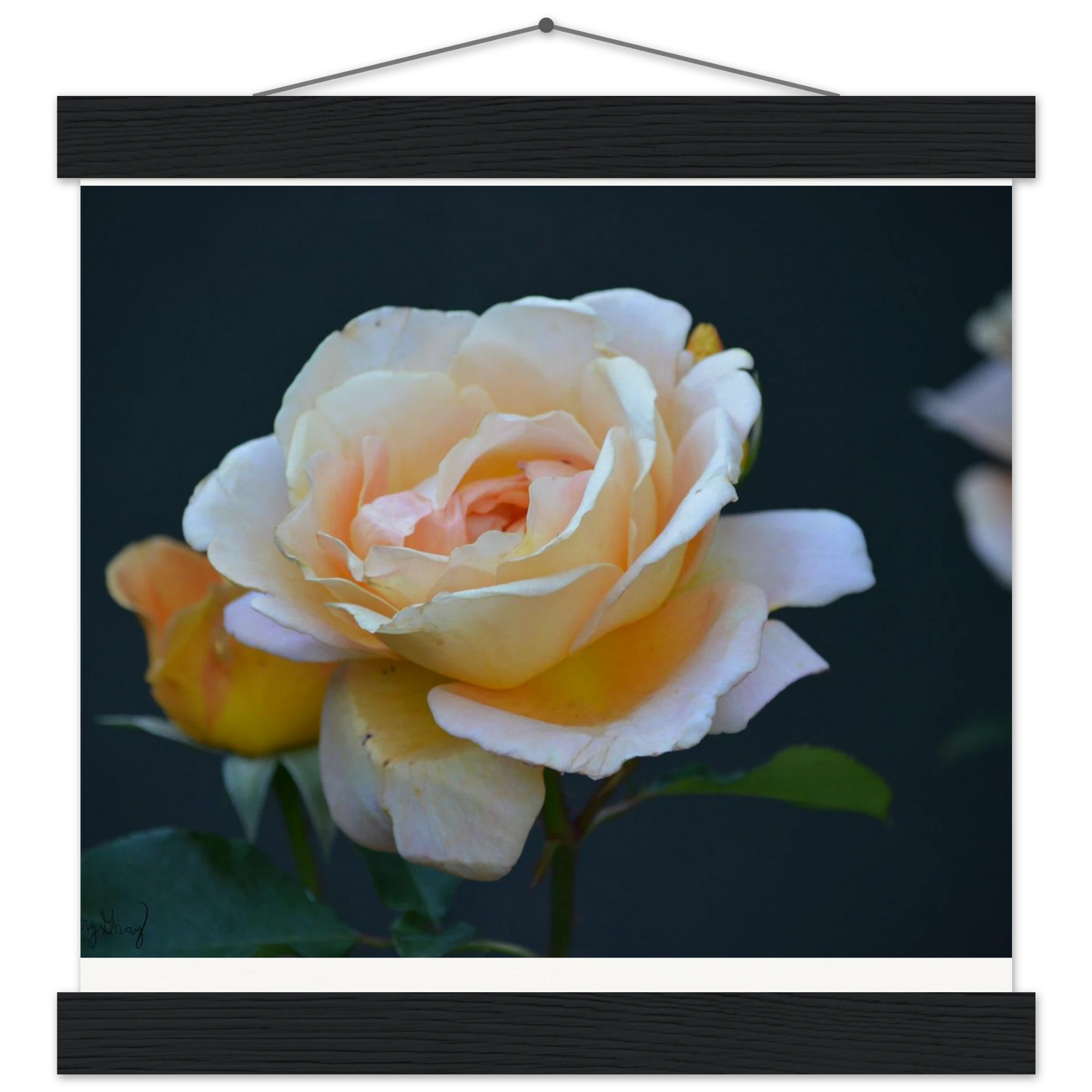 c4d10640-c0b3-47ff-b2c9-c52be36c1a11