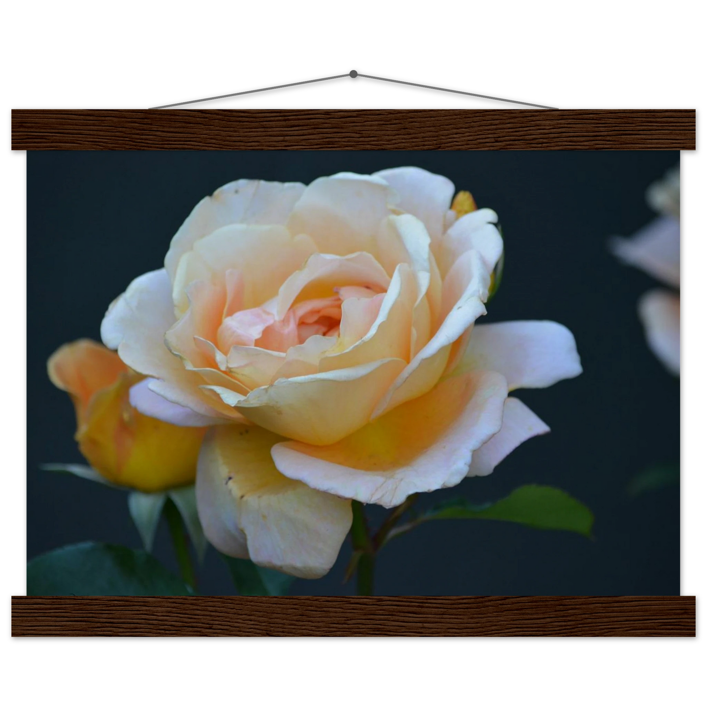 e9770628-18c1-4fe7-91f5-5f7ce36b906f